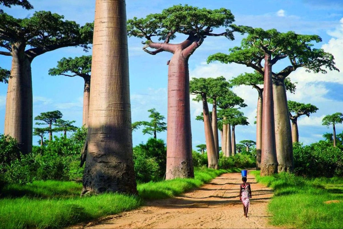 baobab-longévité
