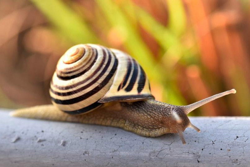 La bave d’escargot est en effet d’une richesse surprenante