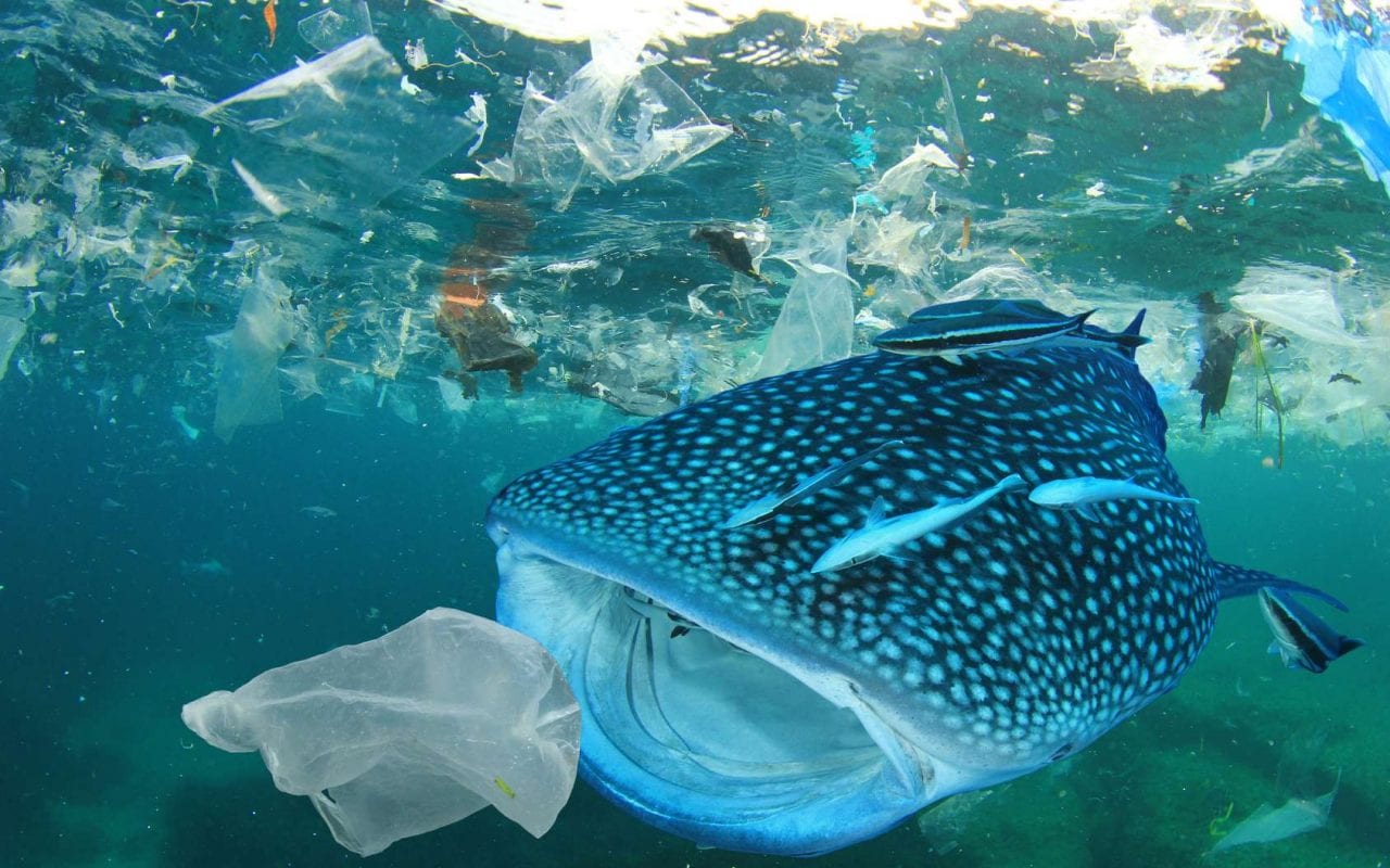 La pollution plastique cause chaque année la mort de plus de 100.000 mammifères marins et de plus d’un millions d’oiseaux marins.